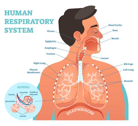 90,200+ Respiratory System Stock Illustrations, Royalty-Free Vector ...