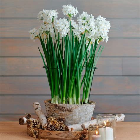 Paperwhite Kit with large Birch basket | White Flower Farm