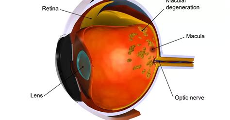 'Simple protein could help protect against vision loss caused by ageing, genetics and environment'