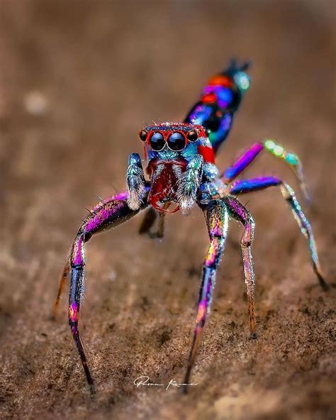 The spider called chrysilla and it's from india and the color a little saturated ...