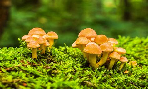 Orange Mushrooms In Your Yard — What Are They?