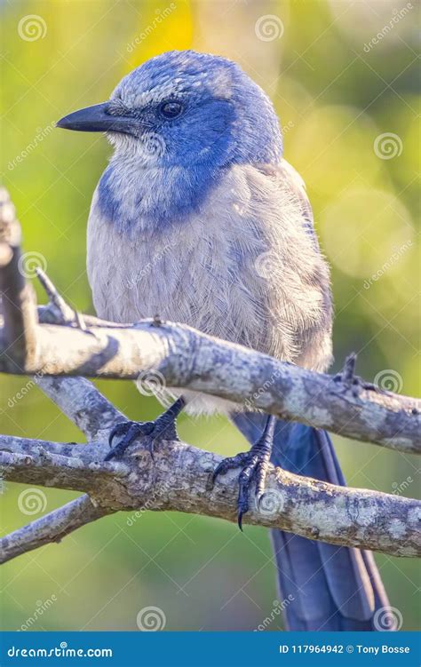 Endangered Scrub Jay Profile Stock Photo - Image of endangered, perched ...