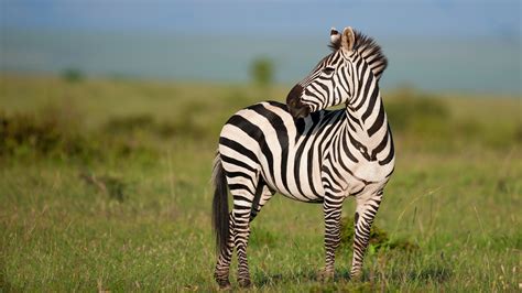 Animal Zebra 4K HD Wallpapers | HD Wallpapers | ID #32874