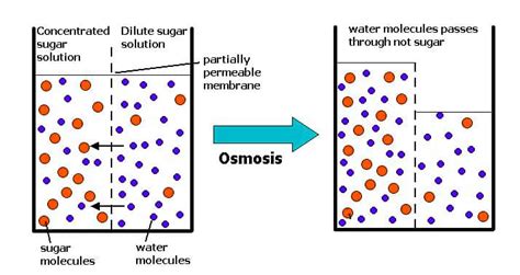 Detail Contoh Difusi Dan Osmosis Pada Tumbuhan Koleksi Nomer 24