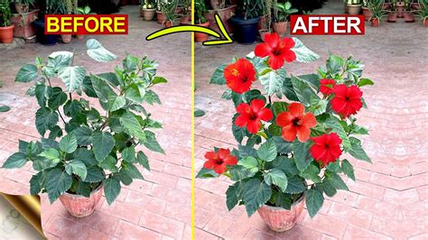 10 SECRETS TO INCREASE FLOWERING IN HIBISCUS | Hibiscus Plant Care Tips ...