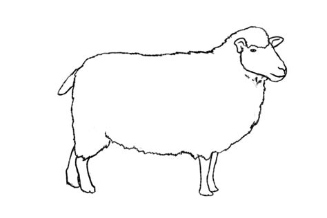 Discover more than 79 pencil sketch of sheep super hot - seven.edu.vn