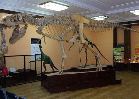 Hunt for rare Tarbosaurus skeleton after police smash international dinosaur fossil smuggling ...