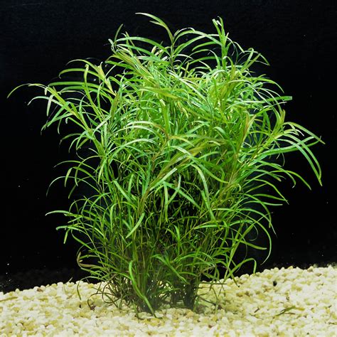 Potamogeton gayi — Florida Aquatic Nurseries