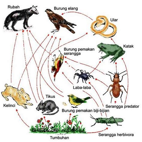 Buatlah Contoh Rantai Makanan Pada Ekosistem Hutan - Homecare24