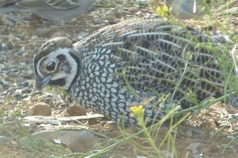 Montezuma Quail - FeederWatch