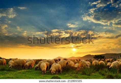 Flock Sheep Grazing Hill Sunset Stock Photo (Edit Now) 212805505