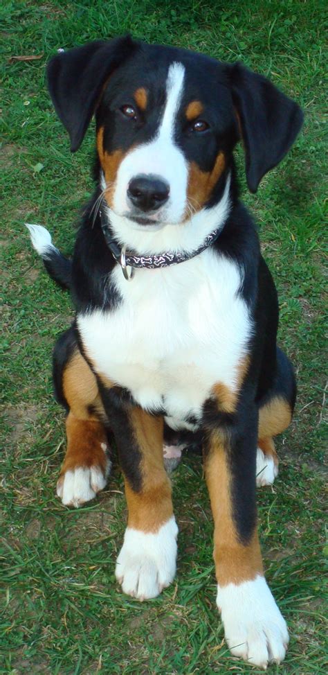 A young Entlebucher Mountain Dog | Dog breeds medium, Entlebucher mountain dog, Mountain dog breeds