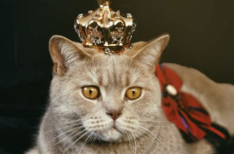 7 British Shorthair Breeders - Only The Best For You