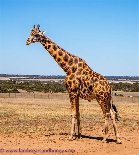 The Giraffe Safari at Monarto Zoo - a Wonderful Family Experience