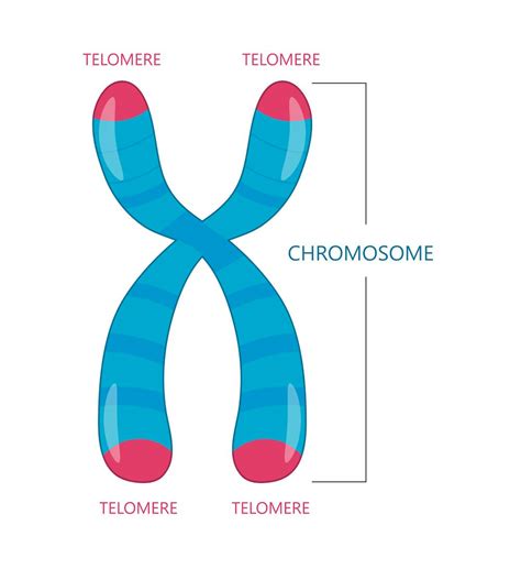 How cancer cells can become immortal – new research finds a mutated ...