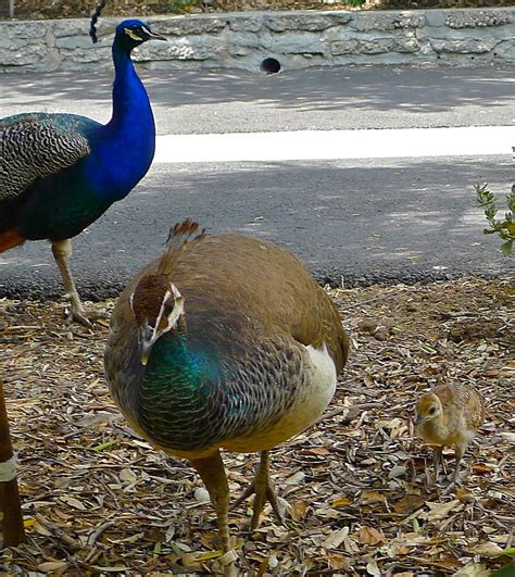 Peacock Family Photograph by Denise Mazzocco