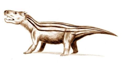 Cynodont - Paleontology Wiki