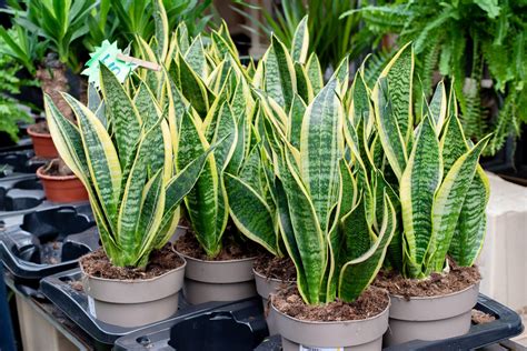 Sansevieria: tipi, cura e come si coltiva | Ohga!