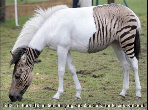 Eclyse Is The Most Unique Zebra Horse In The World-Top Things Around Us