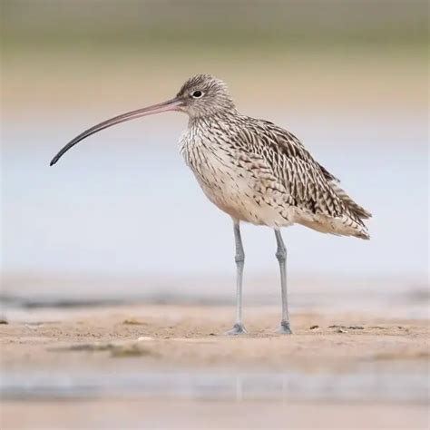 Far Eastern curlew - Facts, Diet, Habitat & Pictures on Animalia.bio