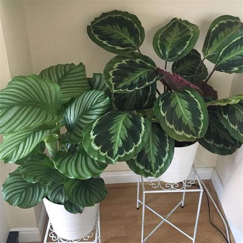 Complete Care Guide for Calathea Medallion