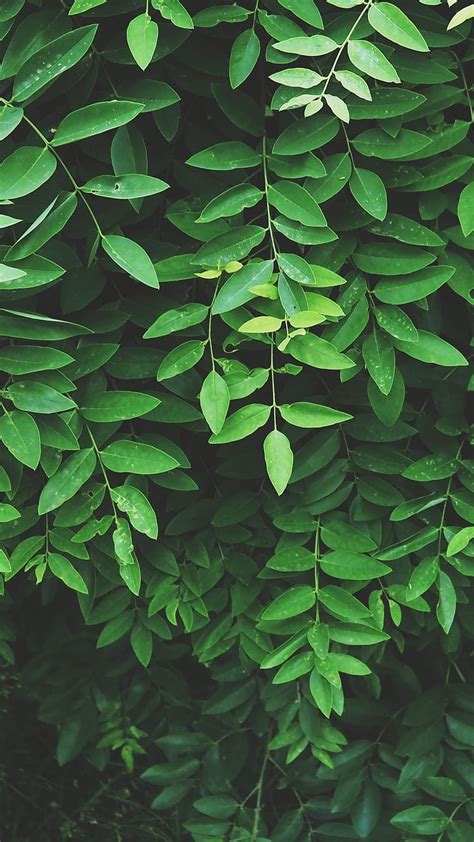 Leaf Green Aesthetic Nature aesthetic, nature dark green aesthetic HD ...