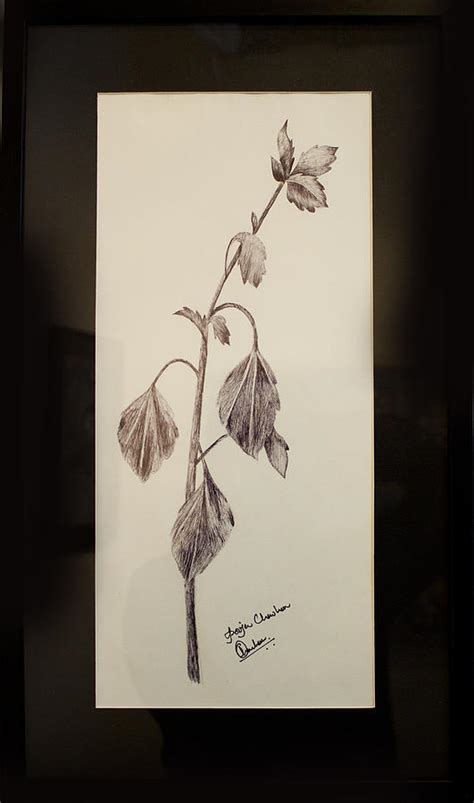 Nature Study Drawing by Pooja Chauhan - Pixels