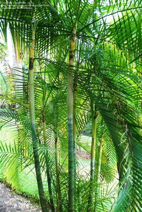 Dypsis 'Sugar Cane Palm' 12'' Pot - Hello Hello Plants