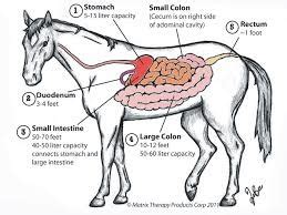 Horse Review: Digestion Diagram | Quizlet