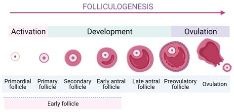 Antral Follicle