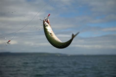 How to catch mackerel: start catching with these simple tips | Advnture