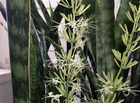 Snake Plant Flowering | The Beauty Of The Rare Occurrence | Succulent Thrive