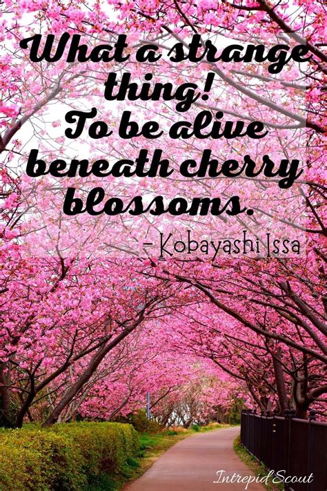 165 Beautiful CHERRY BLOSSOM QUOTES and CAPTIONS for Instagram • Intrepid Scout