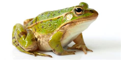 Frogs Use Brains or Camouflage to Evade Predators | Lab Manager