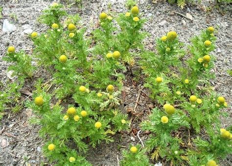 PlantFiles Pictures: Matricaria Species, Pineapple Weed, Wild Chamomile ...