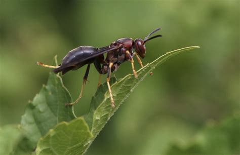 Paper Wasps: Keep Your Distance and Let Them Do Wasp Things - Bay Weekly