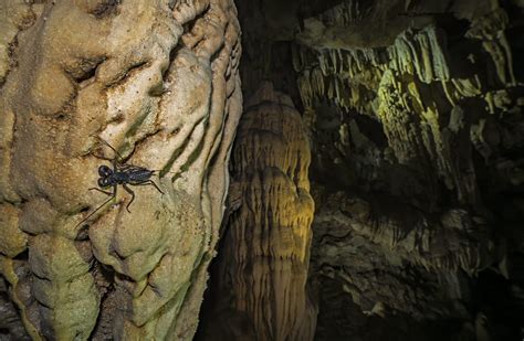 Meghalaya’s Caves: The Secret World Beneath The Surface | Roundglass ...