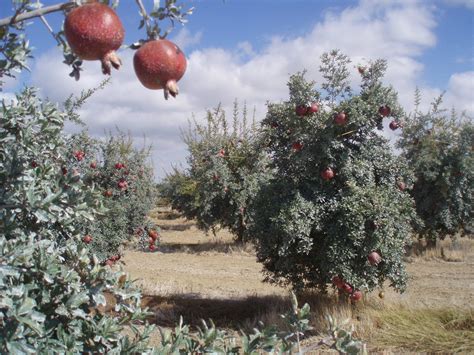 an apple orchard with lots of ripe apples hanging from the branches