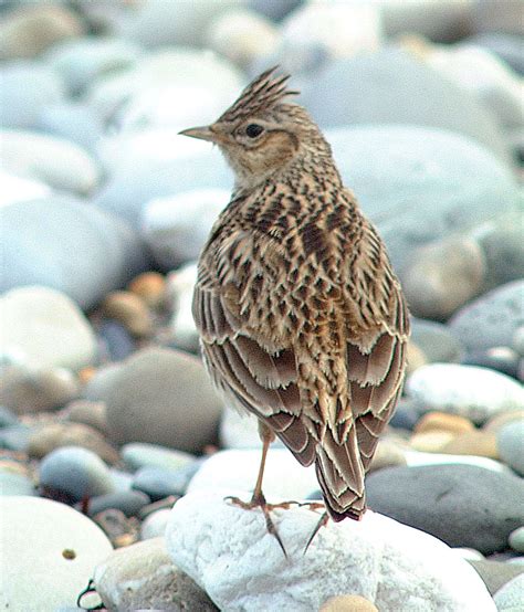 Skylark, I've heard but never seen | Nature birds, Beautiful birds, Pet ...