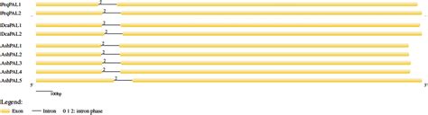 Gene structures of PAL genes using GSDS | Download Scientific Diagram