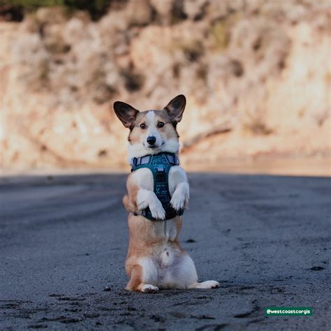 Stop Dog Pulling with Proper Harness Fit & Training – Wildside Dog Gear