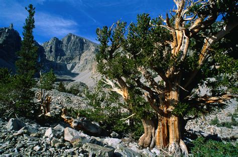 Great Basin National Park - MapQuest Travel