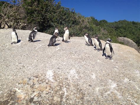 Up Close with Penguins at Boulders Beach | Non Stop Destination