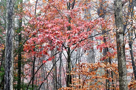 Autumn Color Monongahela National Forest Photograph by Thomas R ...