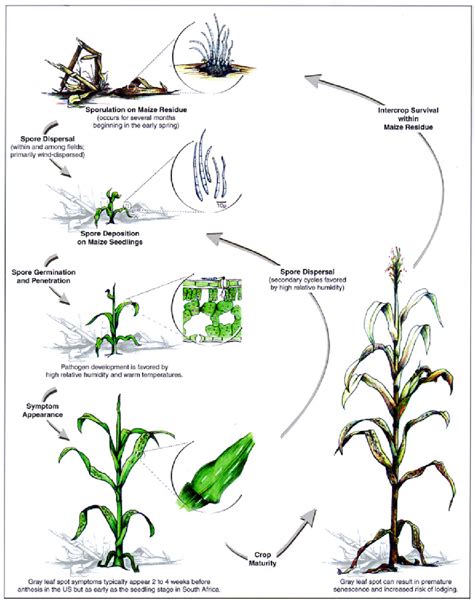 Disease cycle of gray leaf spot in maize. | Download Scientific Diagram