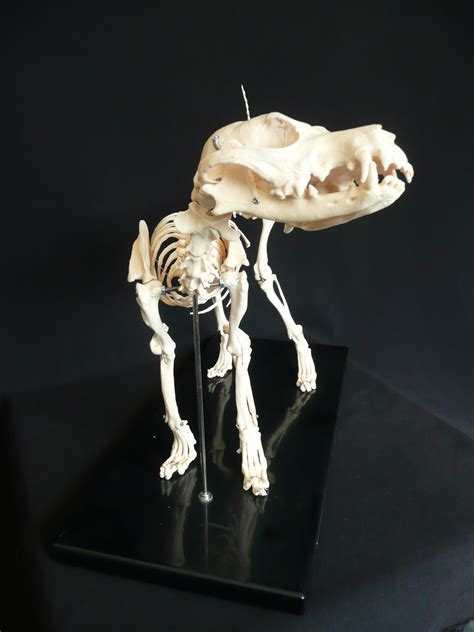 Anatomical Canine/Dog Skeleton Model | Animal Models – Store – Medical Models