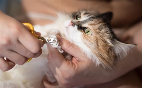 How To Cut & Trim Your Cat’s Nails | Petbarn