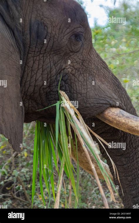 Elephant demonstration at Elephant Sanctuary Hazyview Stock Photo - Alamy