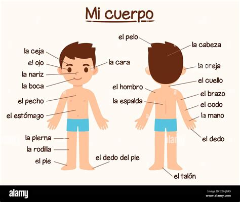 Partes Del Cuerpo Clipart