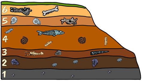 Fossils In Rock Layers